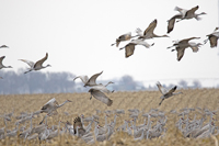 Sandhill Cranes 3550